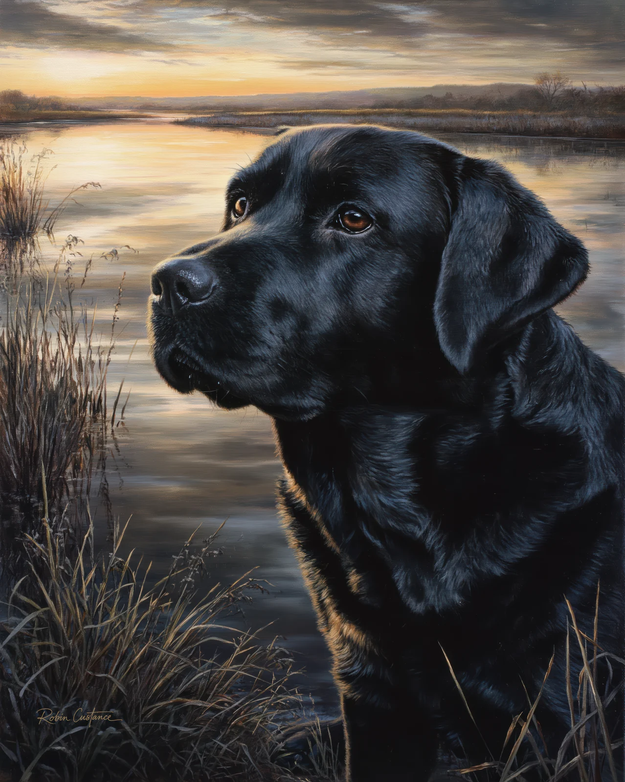 Close black Labrador head-and-shoulders portrait looking slightly upwards, with amber eyes, reeds at the left and pale gold lake water behind.