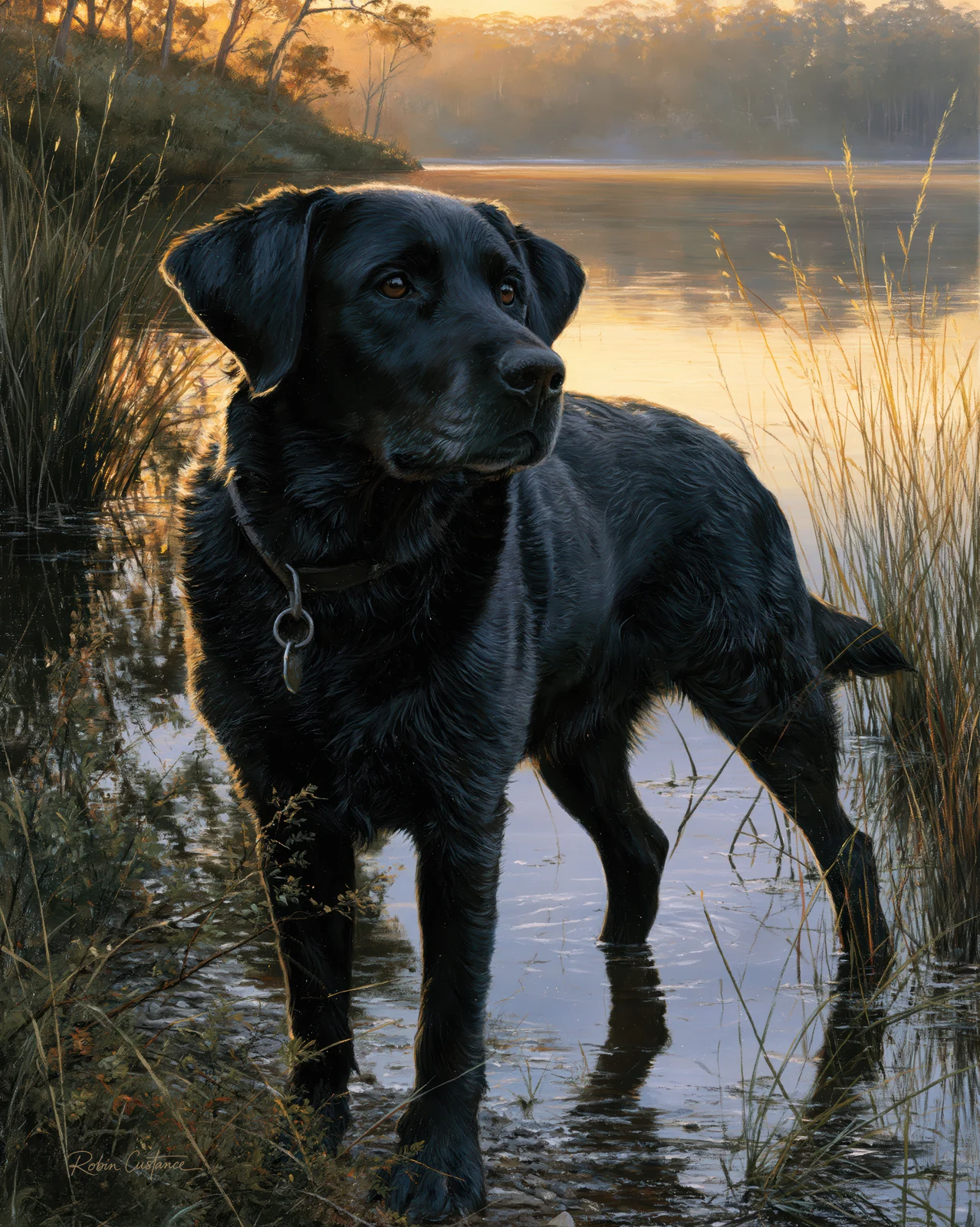 Black Labrador standing in shallow water with its head turned right, wearing a collar, surrounded by reeds, golden reflections and distant trees.