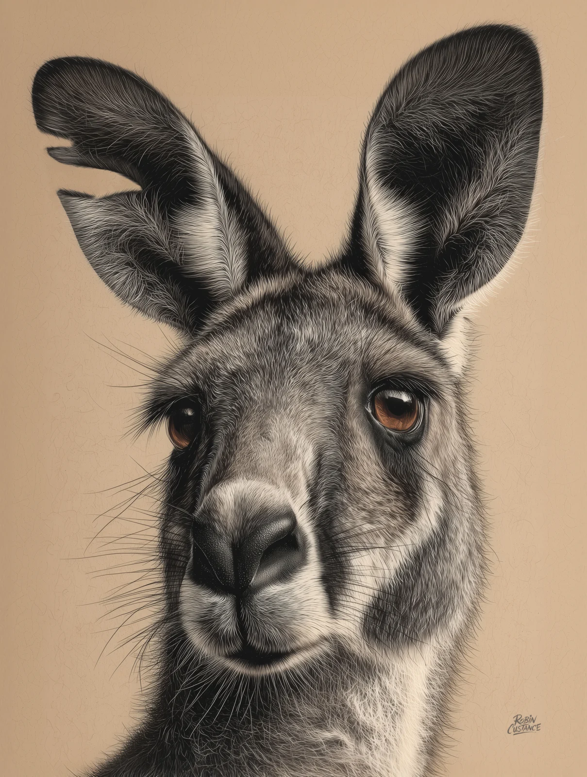 Old Man Pa looks straight out from a soft beige ground in this close kangaroo study, where grey fur, dark ears and warm brown eyes carry nearly all of the visual weight.