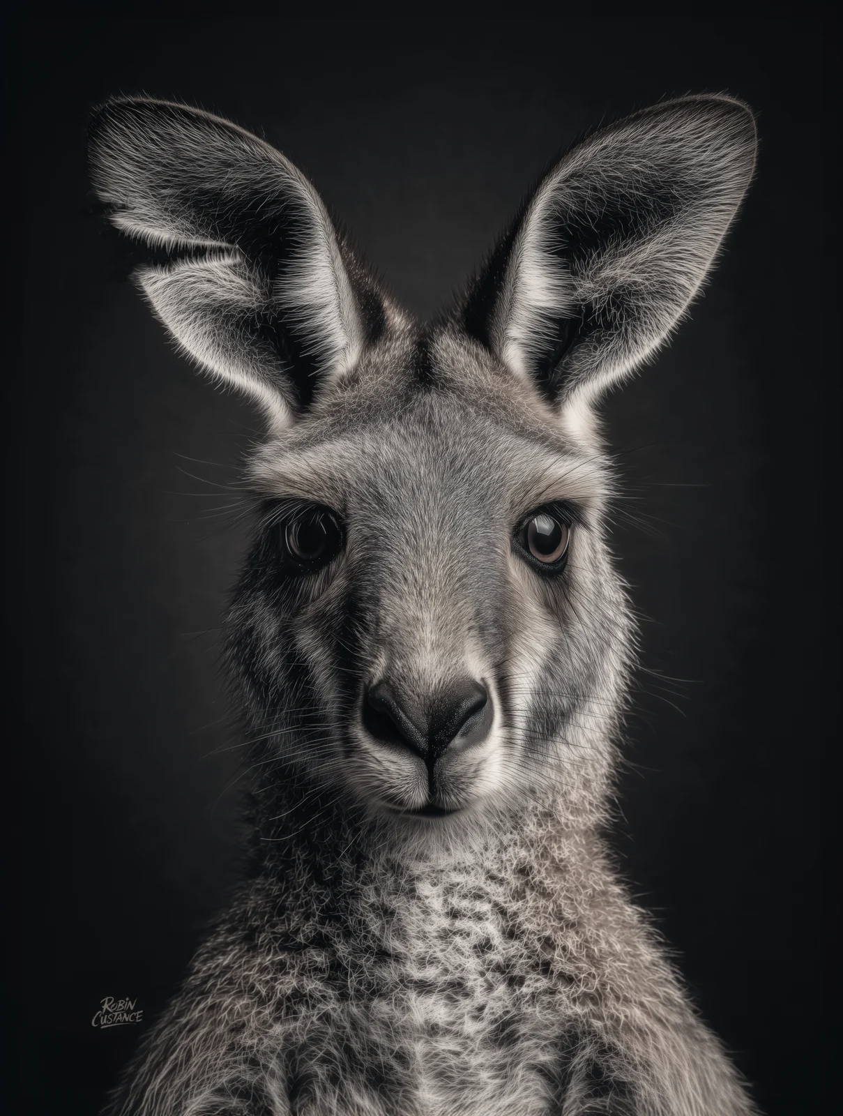 Old Man Pa emerges from a deep black ground in this close monochrome kangaroo portrait, with silver-grey fur and bright ear edges shaping the face out of the darkness.