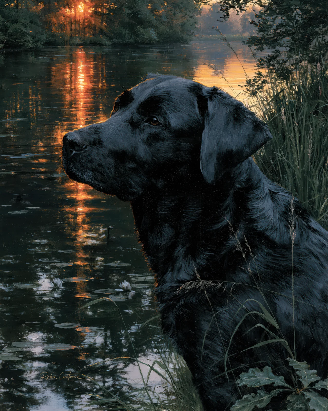 Black Labrador in left-facing profile beside dark lake water, with a narrow orange reflection behind it, blue-grey coat highlights and shadowed reeds.